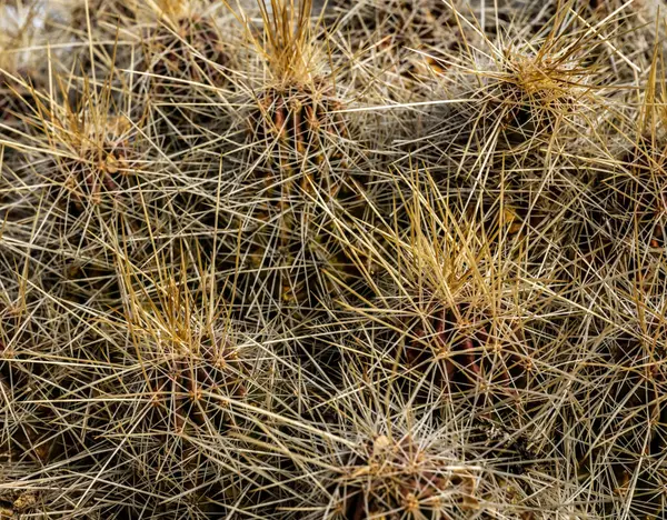 Kaktusar Fyller Bildens Ram — Stockfoto