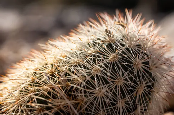Las Espinas Blancas Densas Cubren Superficie Pequeño Cactus Big Bend — Foto de Stock