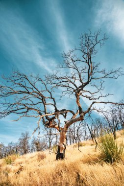 Yanmış Ağaç Dalları Büyük Virajda Yumuşak Mavi Gökyüzüne uzanır