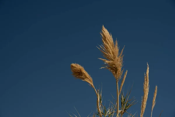 Fluffy Stalk Tall Grasses Blue Sky Copy Space — Stock Photo, Image