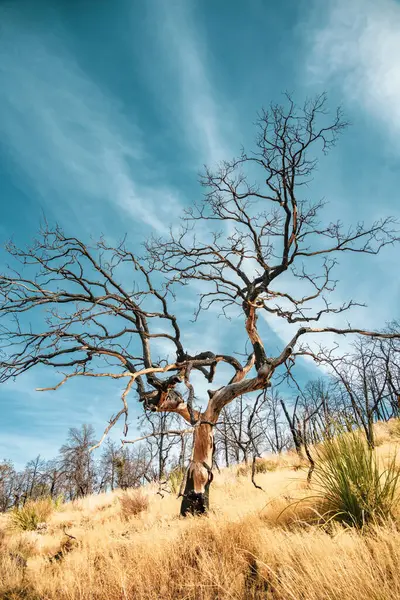 Yanmış Ağaç Dalları Büyük Virajda Yumuşak Mavi Gökyüzüne uzanır