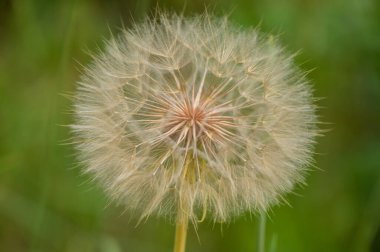 Büyük Karahindiba Çiçeği Yeşil Arkaplan Karşısında Seçici Odaklı