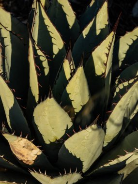 Light and Shadows On Agave Plant in Guadalupe Mountains National Park clipart