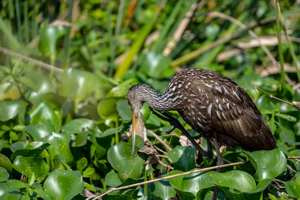 Limpkin Olhando Para Água Abaixo Everglades National Park — Fotografia de Stock