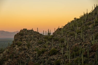 Sabah Işığı, Tuscon yakınlarındaki Saguaro Dağları üzerindeki gökyüzünü renklendirir.