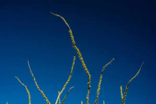 Ocotillo Ramas Serpiente Través Del Cielo Azul Profundo Saguaro —  Fotos de Stock
