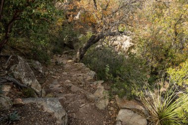 Rocky Bölümü Big Bend Ulusal Parkı 'ndaki Juniper Kanyonu Yolu