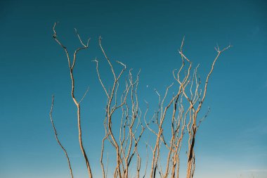 Big Bend 'deki Ocotillo şubesinin kollarında küçük ay.