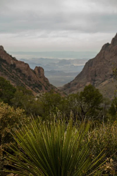 Sharp Sotol Φυτό Θέα Παράθυρο Στο Big Bend Εθνικό Πάρκο — Φωτογραφία Αρχείου