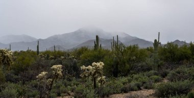 Tucson Dağları Saguaro Ulusal Parkı 'ndaki Yüksek Yükseklik Kar Fırtınası sırasında Bulutlara Kapıldı