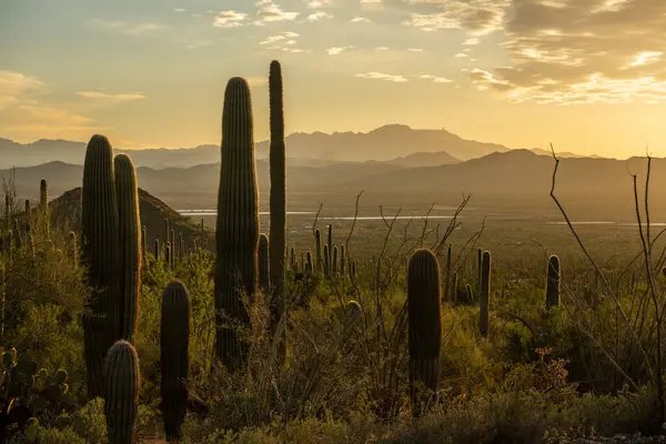 Günbatımında Saguaro Kaktüsünün Üzerinde Sarı Gün Işığı