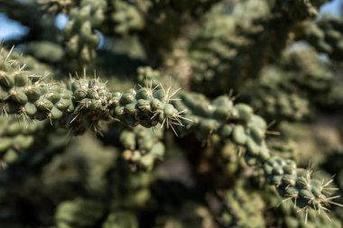 Guadalupe Dağlarının Çölünde Kaktüs Needles Ulusal Parkı