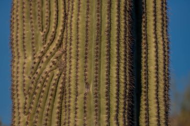 Sonoran Çölünde Saguaro Kaktüsünün Dokusunu Kapat