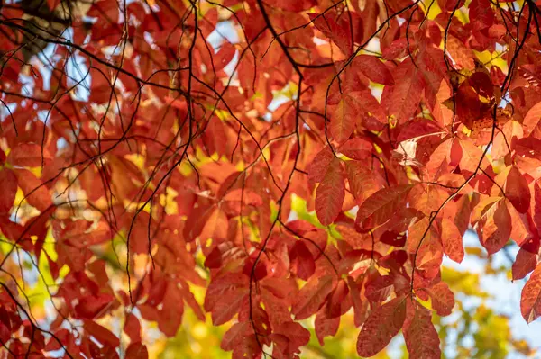 Балдахін Червоного Листя Восени — стокове фото