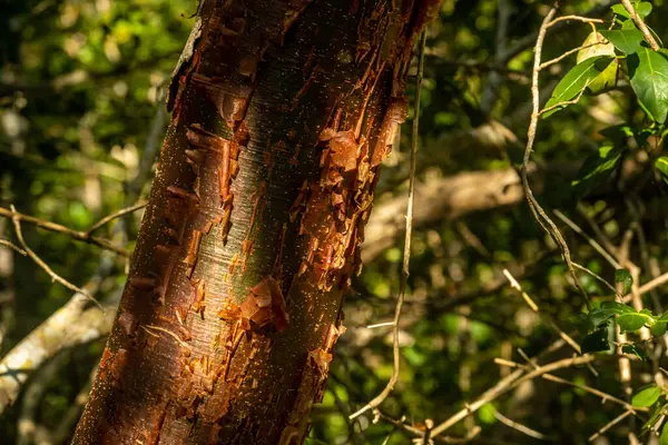 Gumbo Limbo Tree Shadows Everglades Spring — Stock Photo, Image