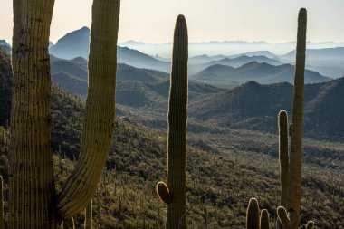 Saguaro Ulusal Parkı 'ndaki Saguaro Kaktüsünün Arkasındaki Tucson Dağları' nın Katmanları