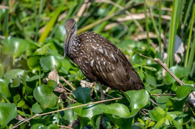Limpkin Everglades bataklık bölgesinde kameraya doğru duruyor ve bakıyor
