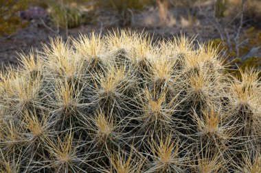 Big Bend Ulusal Parkı 'nda Kaktüs İğnelerinin Başı