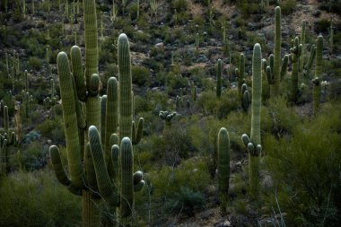 Saguaro Kaktüslerinin tepesindeki parlak beyaz iğne kümeleri Saguaro Ulusal Parkı 'ndaki Hillside Noktası