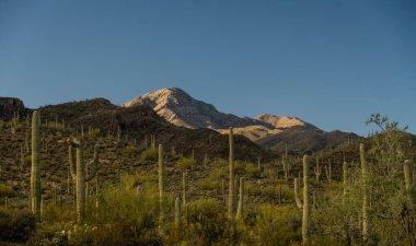 Parlak Yeşil Saguaro Kaktüsü, Saguaro Ulusal Parkı 'ndaki Wasson Tepesi' nin aşağısındaki tepeleri kaplıyor.