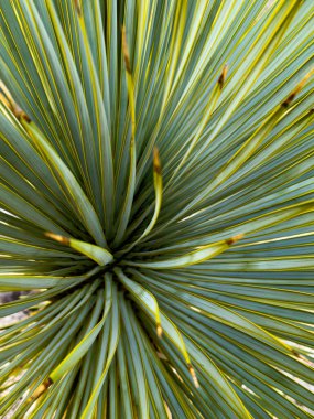 Big Bend vahşi doğasında Parlak Yeşil Yapraklar Büyük Yucca 'da