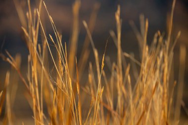 Büyük Viraj Ulusal Parkı 'nda Vahşi Çimlerin Altın İpuçları