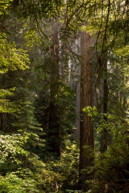 Sis Işığı Yazın Sekoya Ormanı 'na akıyor