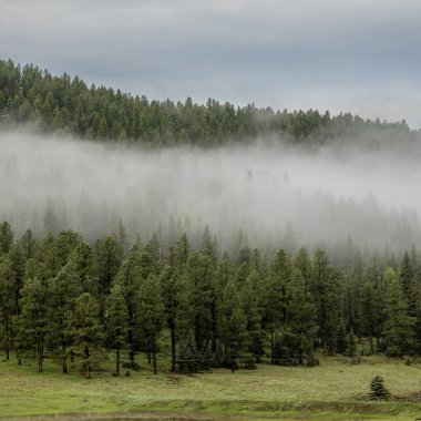 Santa Fe Ulusal Ormanı 'nda New Mexico' da Sis ve Çam Katmanları