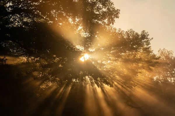 Yazın sonlarında Blue Ridge Parkway boyunca ağaçların arasından süzülen ışık hüzmesi.