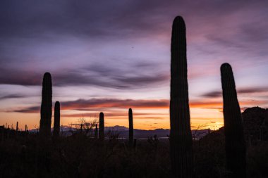 Uzun Saguaro Bagajı, Saguaro Ulusal Parkı 'nda Agains Mor Günbatımının Mor Renklerini barındırdı