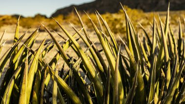 Agave Bitkisinin Kalın Dalları Büyük Kıvrımlı vahşi doğada Birbirine Eğilmiş