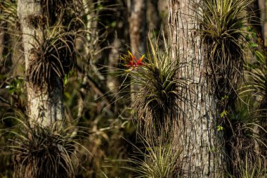 Everglades 'te Hava Bitkisi Kırmızı Çiçek Açtı