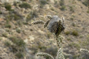Birds Nest at the top of Chain Link Kactus in Big Vid