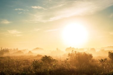 Everglades 'teki Parlak Güneş Sisli Arazide Yükseliyor