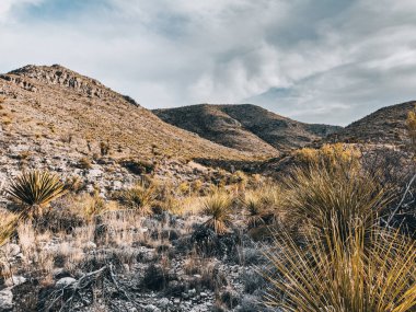 Yucca ve Sotol Big Bend 'deki Telefon Kanyonu Yolu Boyunca Kalın Büyür