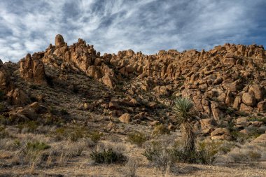 Yucca, Big Bend 'deki Greyfurt Tepeleri' nin tabanında büyüyor.