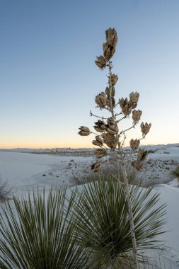 Dusk 'taki Beyaz Kumlar Ulusal Parkı' nda Kurutulmuş Yucca