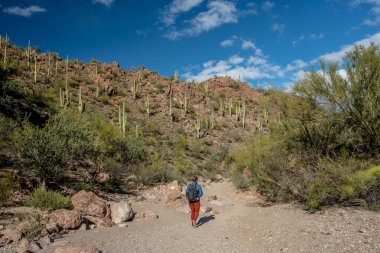 Arizona 'daki tepe yamacında Saguaro Kaktüsünün Altında Yürüyüşçü