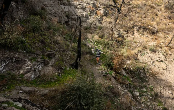 Big Bend Ulusal Parkı 'nda Ardıç Kanyonu' nda yürürken eğleniyorum.