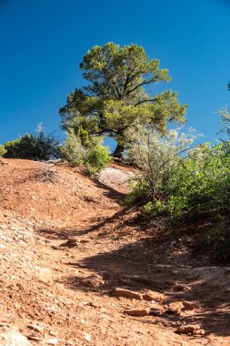 Zion Ulusal Parkı 'ndaki Kurak Yol' un Üstündeki Yalnız Ağaç