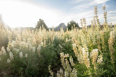 Sabah Işığı Palyaço Alanı 'nı aydınlatıyor Bağlantı Yolu boyunca Lupine