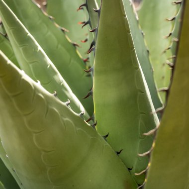 Agave Bitkisinin Kıyısındaki Omurgalar Büyük Virajda Yapraklar