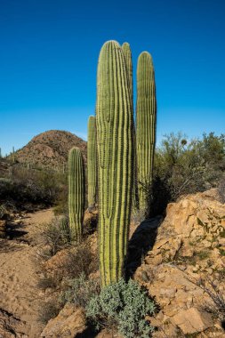 Saguaro Ulusal Parkı 'nda Saguaro Hattı Dobe Yıkama