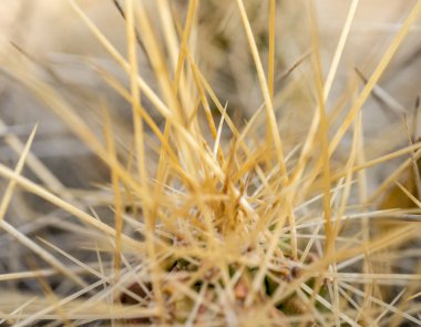 Sarı Kaktüs 'ün Dar Omurgası Büyük Viraja Odaklanıyor