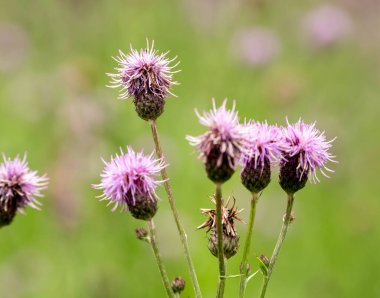 Dalgalı Yaprak Dikenli Benziyor Rocky Dağı Ulusal Parkı 'nda kötü bir saç kesimi var.