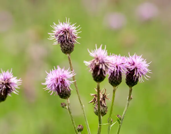 stock image Wavy-Leaf Thistle Looks LIke It Got a Bad Haircut in Rocky Mountain National Park