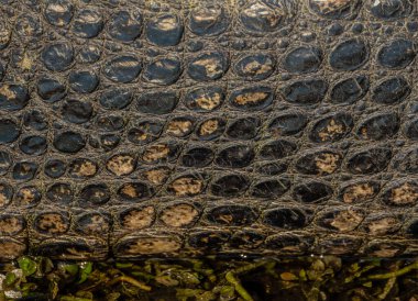 Su Seviyesi Arkaplan Resminde Timsah Derisi