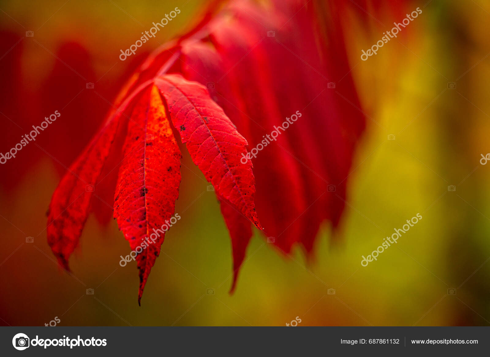 Close Bright Red Sumac Leaves Fall Smokies Stock Photo by ©kvddesign