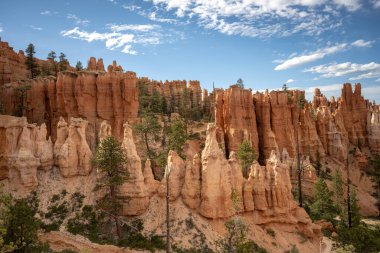 Bryce Kanyonu 'ndaki Amfitiyatroda Haydutlar ve Ağaçlar