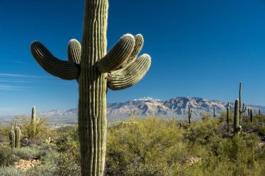 Palo Verde Bitkileriyle çevrili Karlı Dağların Önünde Saguaro Duruyor
